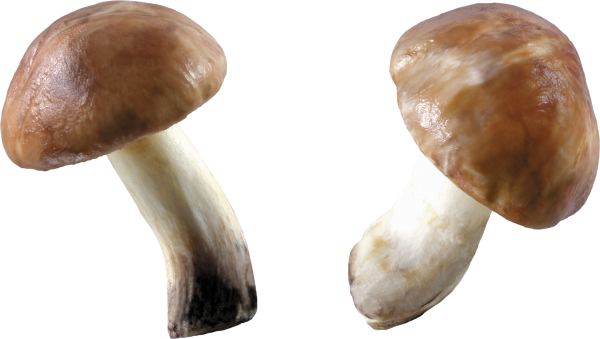 doubel mushroom free download png