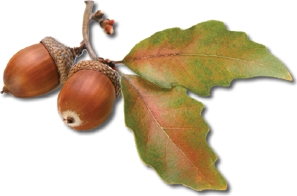 Dried Acorn png With Leaves
