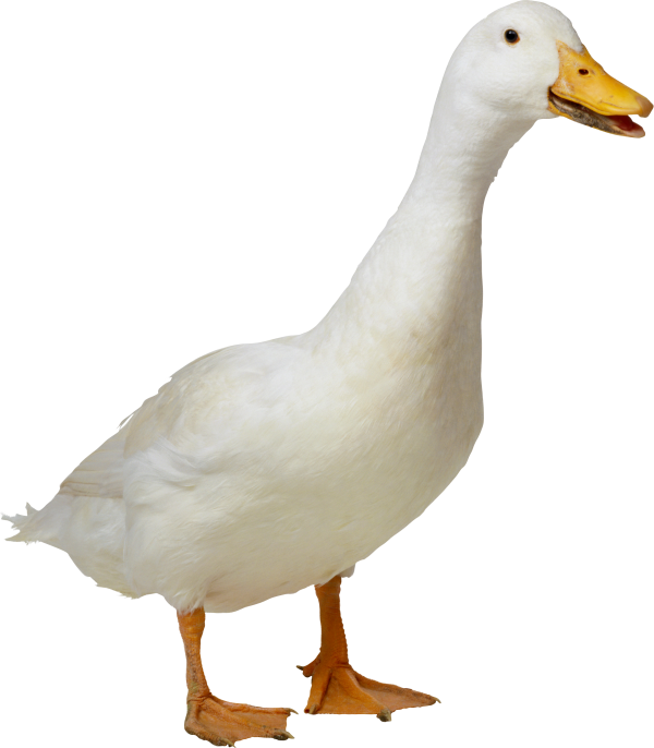 duck png free download 1