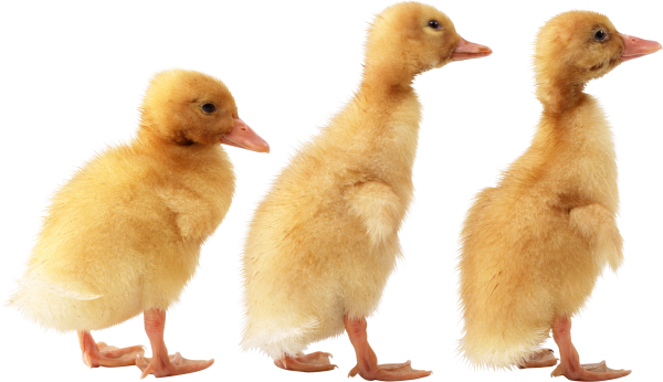 duck png free download 10