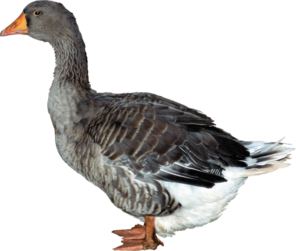 duck png free download 11