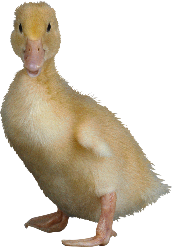 duck png free download 12