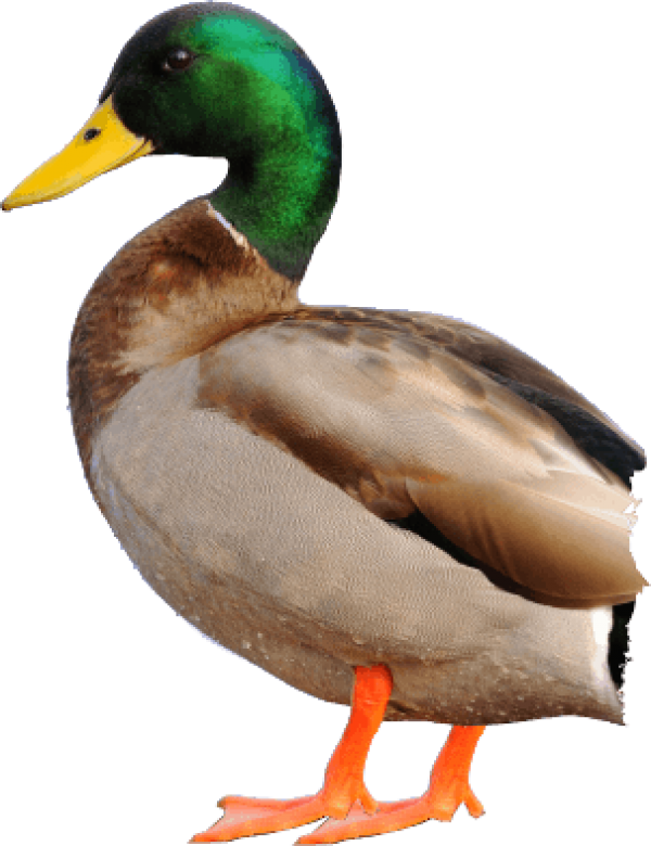 duck png free download 13