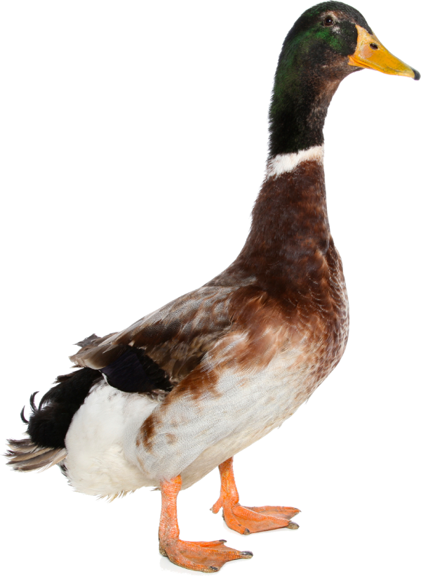 duck png free download 15