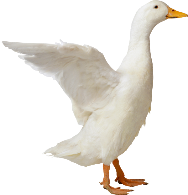 duck png free download 19