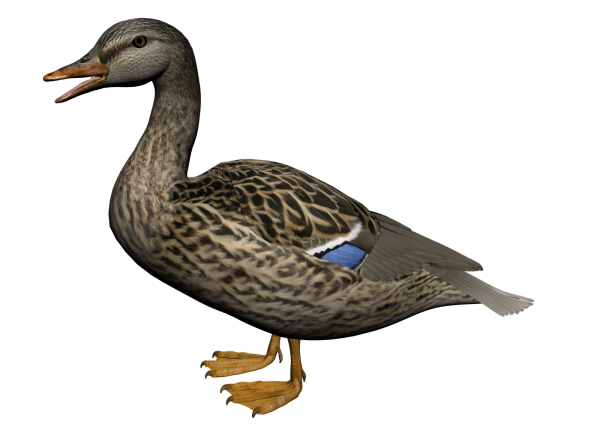 duck png free download 21
