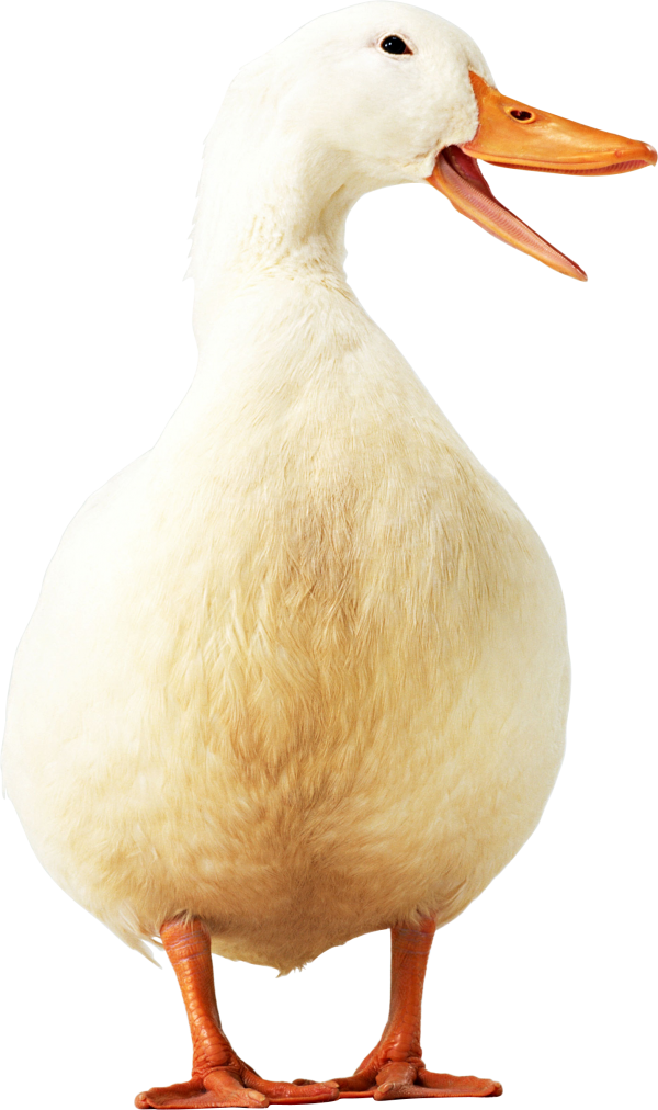 duck png free download 22