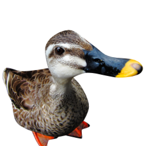 duck png free download 26