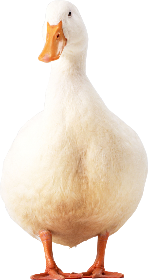 duck png free download 29