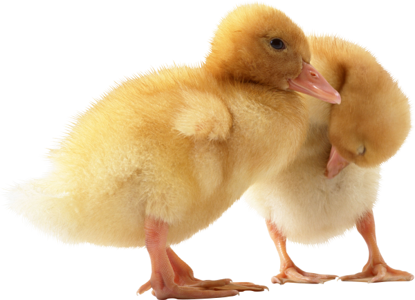 duck png free download 3