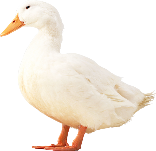 duck png free download 32