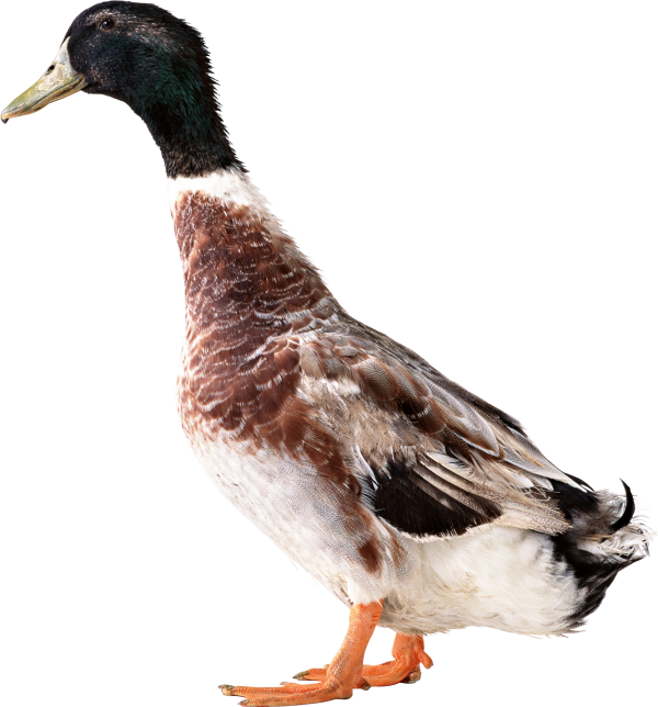 duck png free download 34