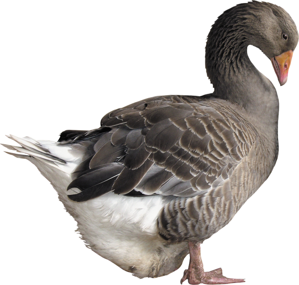duck png free download 37