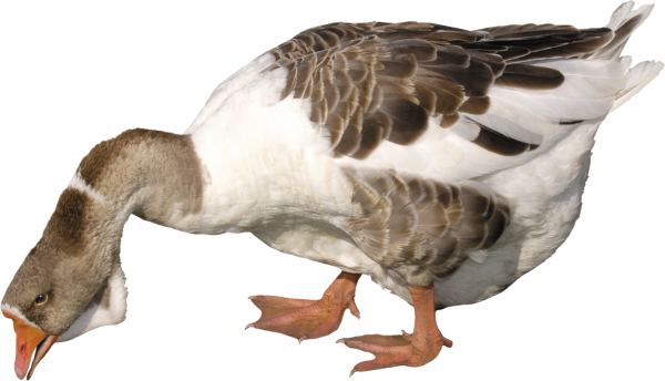 duck png free download 38