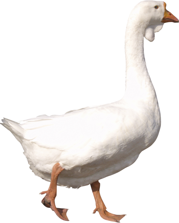 duck png free download 41