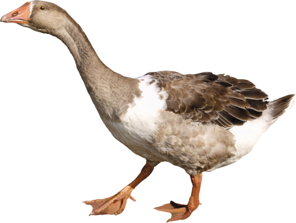 duck png free download 5