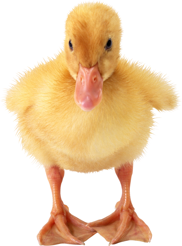duck png free download 7