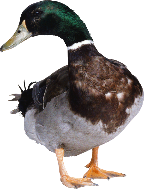 duck png free download 8