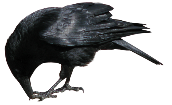 Eating Crow Png