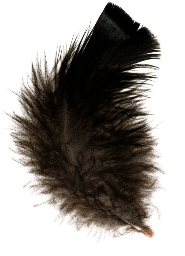 Feather Brownish Free PNG Download