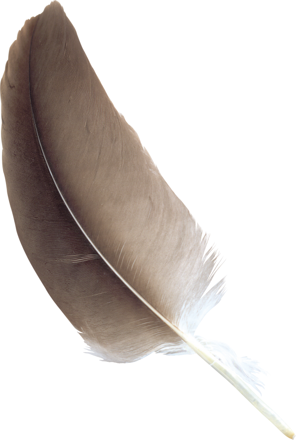 Feather Clipart