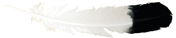 Feather Drawing Png Image