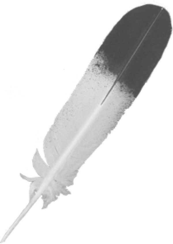 Feather icon png image