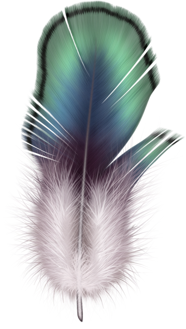 Feather Png Download Image