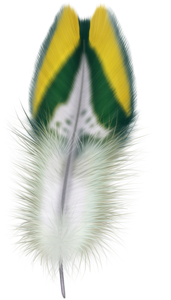 Feather PNG Image Download