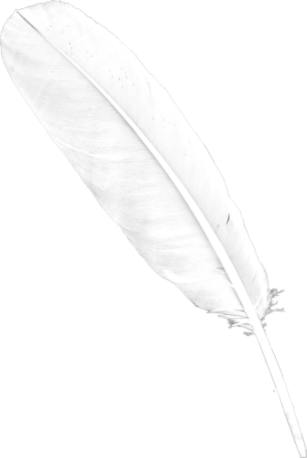 Feather Png Whie Download for Free