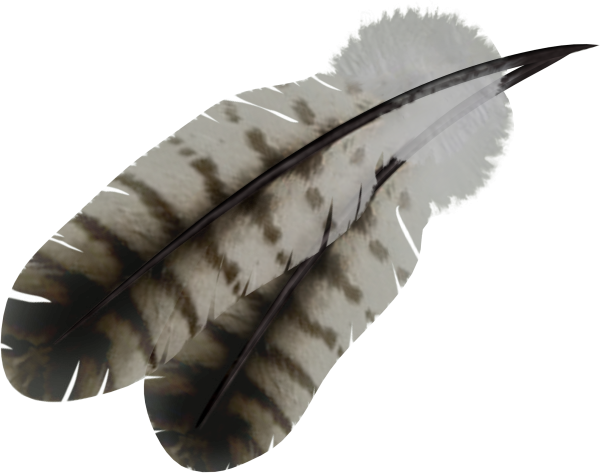 Feather Sketch PNG