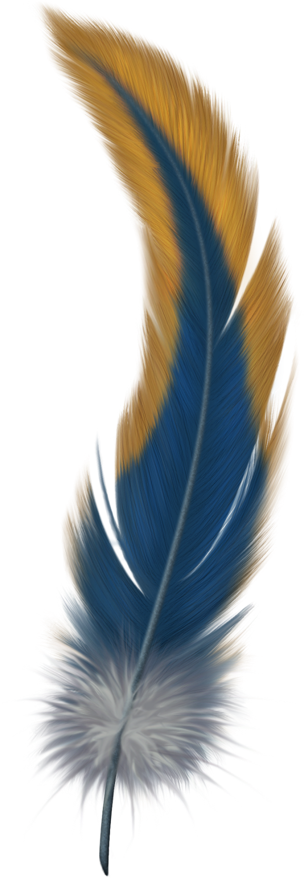 Feather Transparent Image