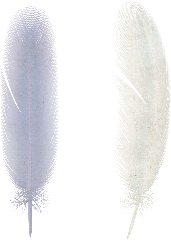 Feathers PNG Download