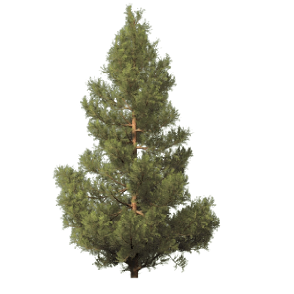 Fir Tree Free PNG Image Download 1