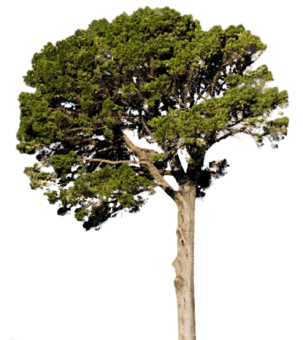 Fir Tree Free PNG Image Download 11
