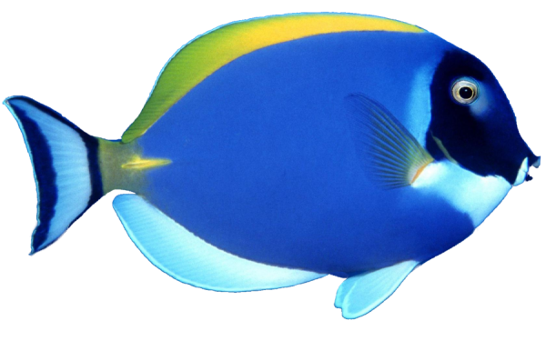 Fish Free PNG Image Download 20