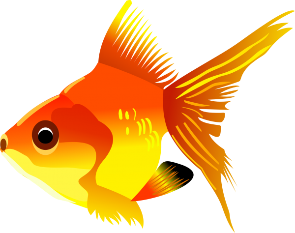 Fish Free PNG Image Download 21