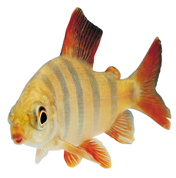 Fish Free PNG Image Download 25