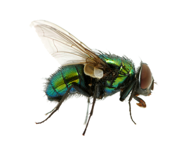Fly Free PNG Image Download 11