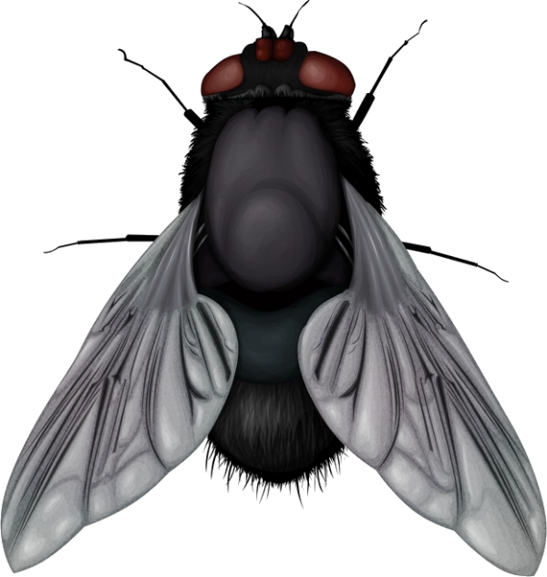 Fly Free PNG Image Download 14