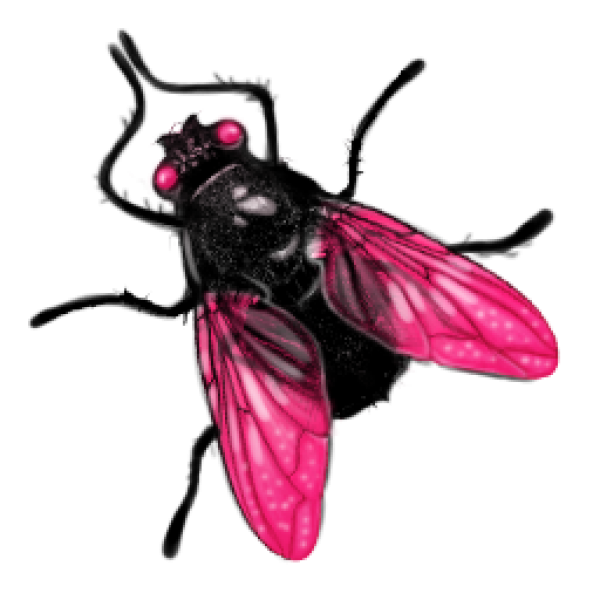 Fly Free PNG Image Download 2
