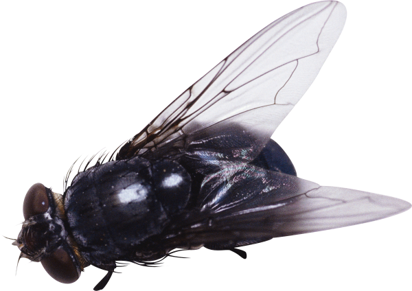 Fly Free PNG Image Download 3