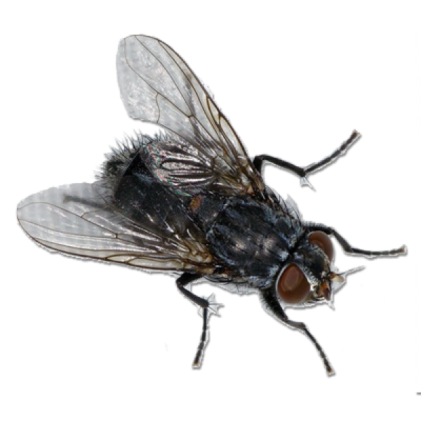 Fly Free PNG Image Download 6