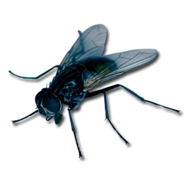Fly Free PNG Image Download 8
