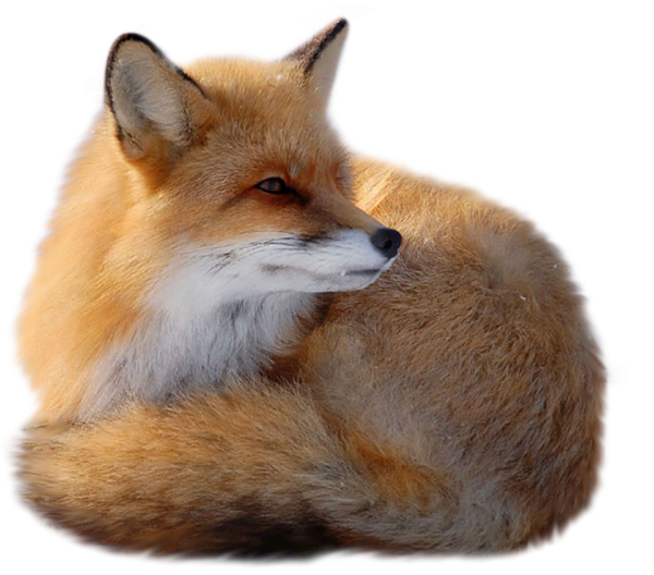 fox free png