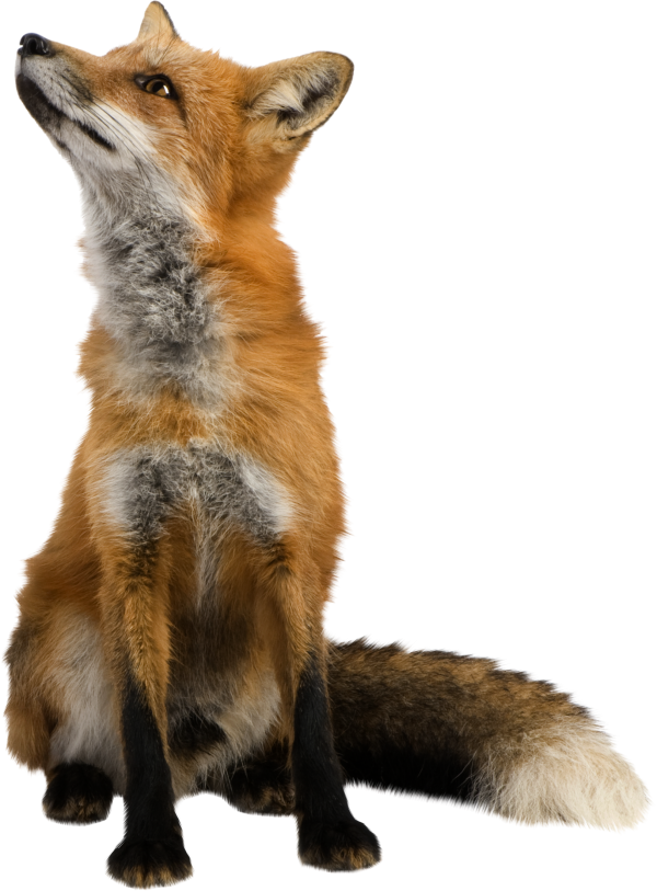 fox png free download