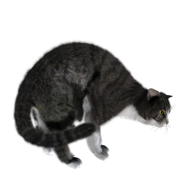 Freightning Cat Png