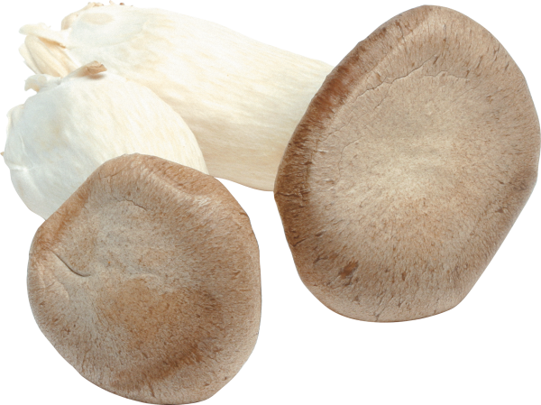 fresh mushroom free download png