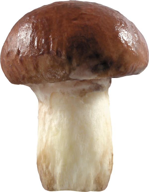 fried mushroom free download png