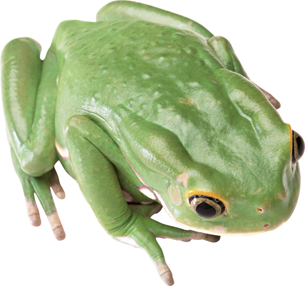 frog hd png free download
